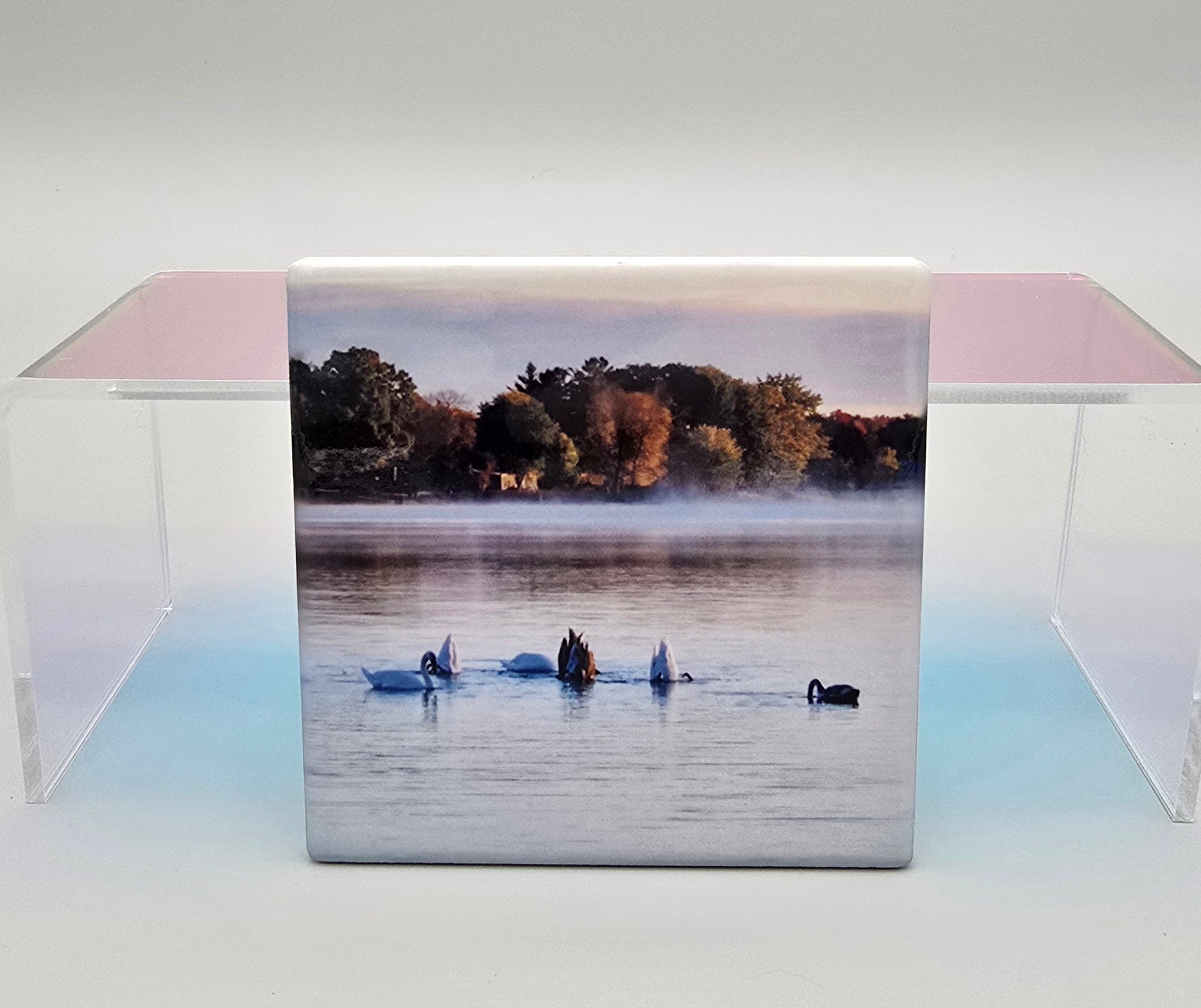 Swans Swimming in the Bay Ceramic Drink Coaster