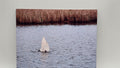 Swan In the Bay 8x10 Photo Panel