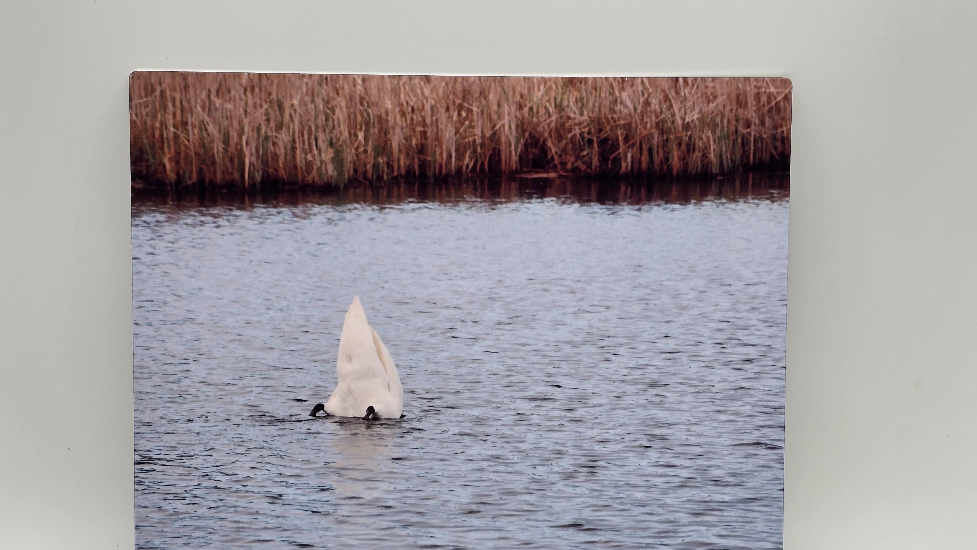 Swan In the Bay 8x10 Photo Panel