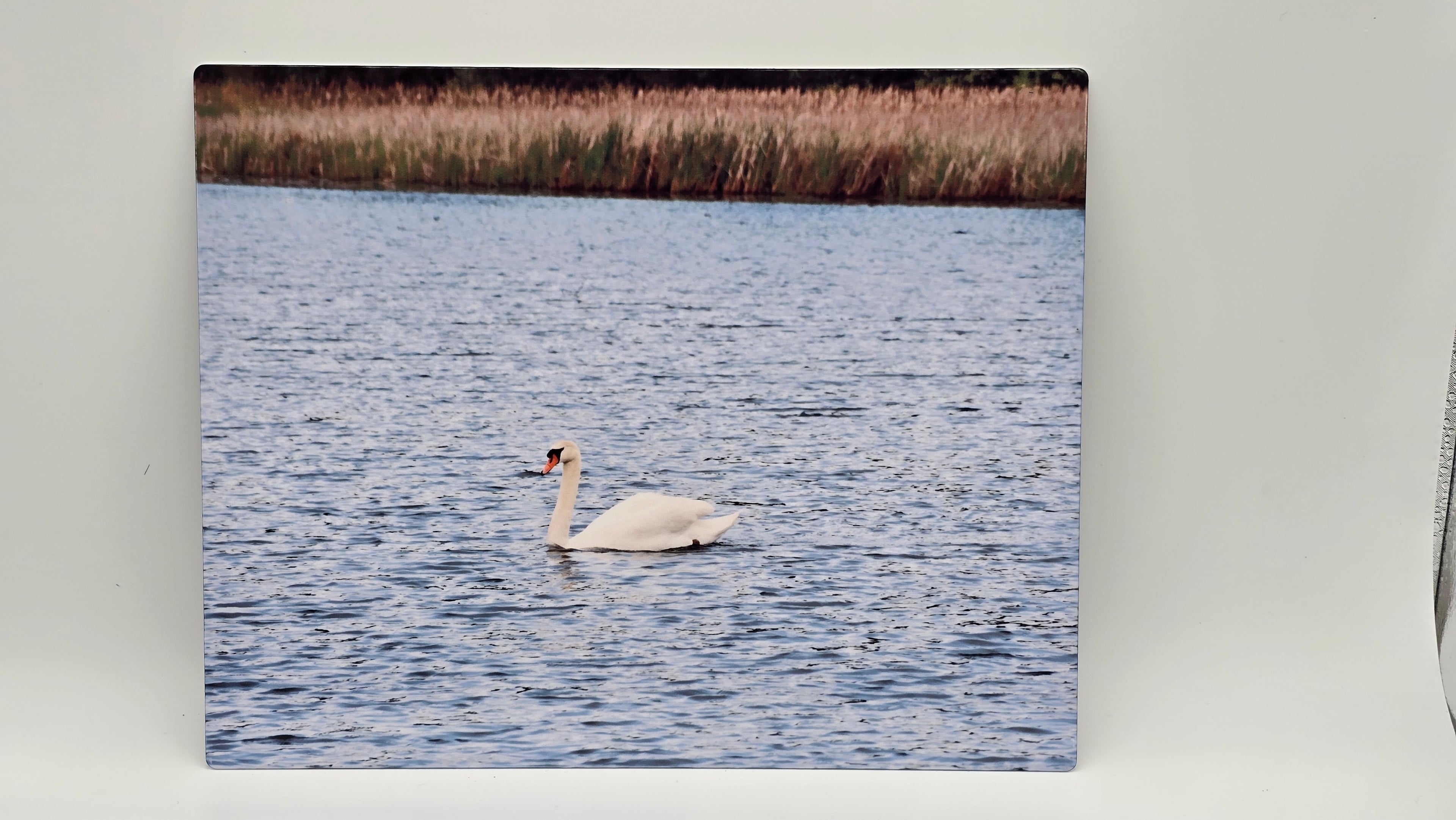 Swan Swimming 8x10 Aluminum Photo Panel