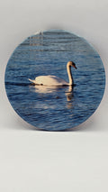 Swans Swimming Ceramic Drink Coaster