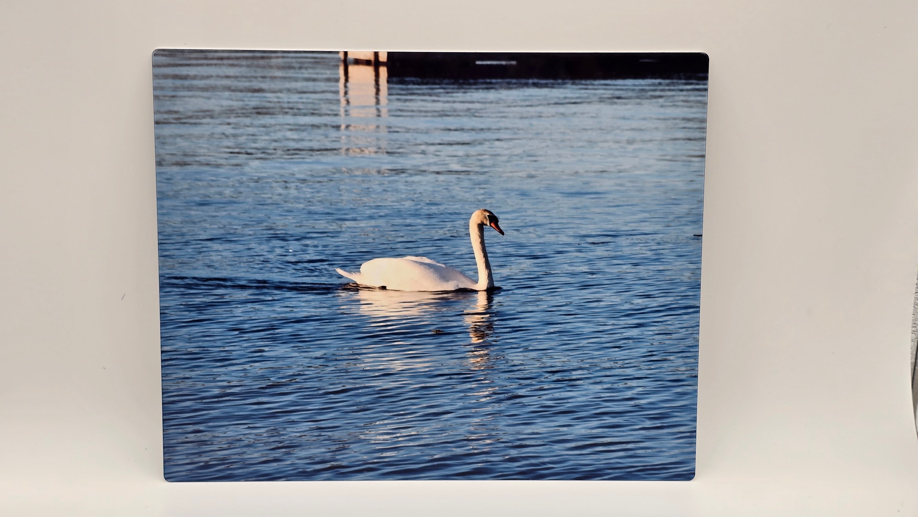 Swans Swimming in the Bay  8x10 Aluminum Photo Panel