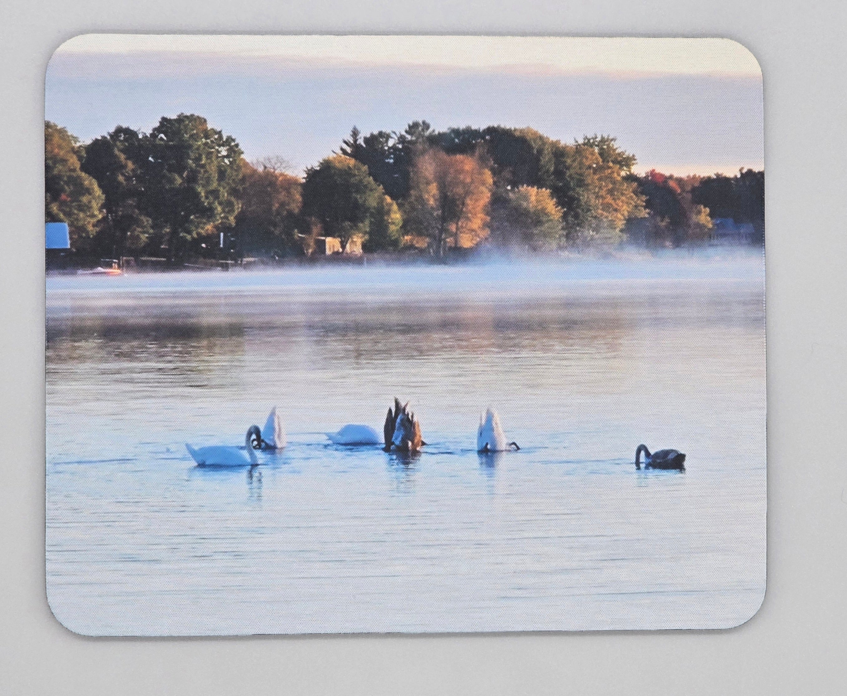 Swans Swimming in the Bay Mouse Pad