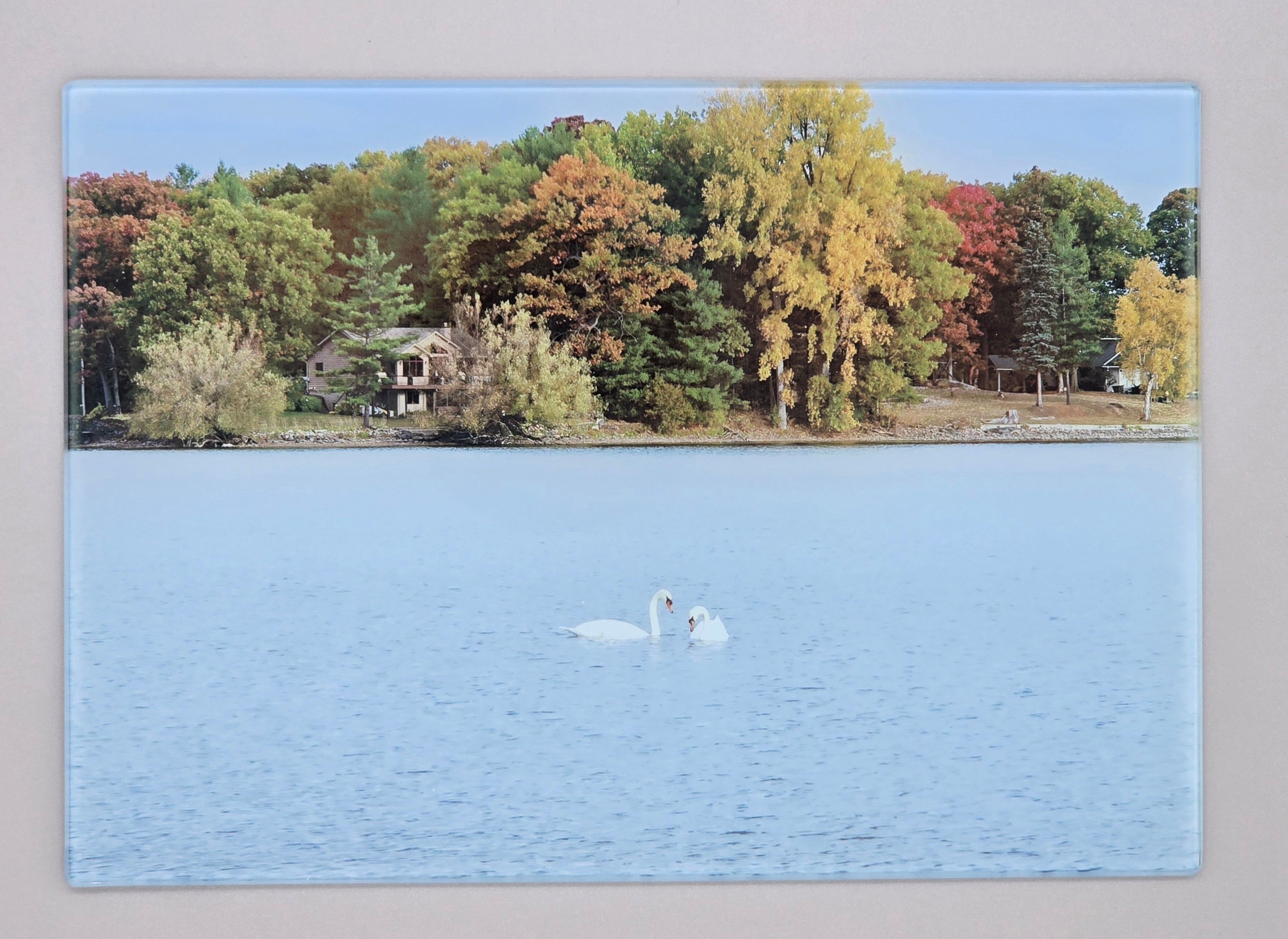 Swans Swimming in the Bay Smooth Glass Cutting Board