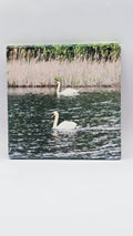 Swans Swimming Ceramic Drink Coaster