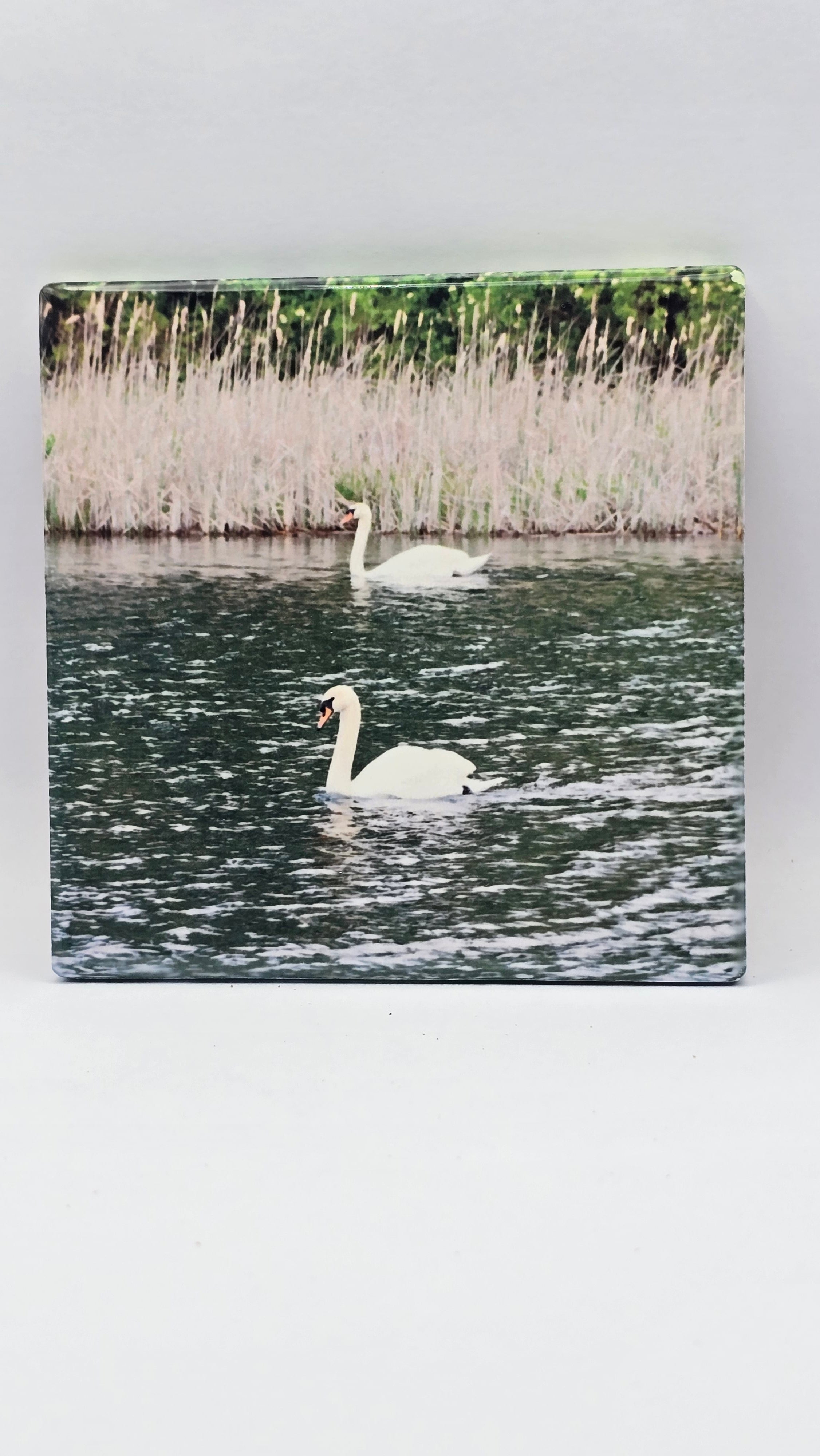 Swans Swimming Ceramic Drink Coaster