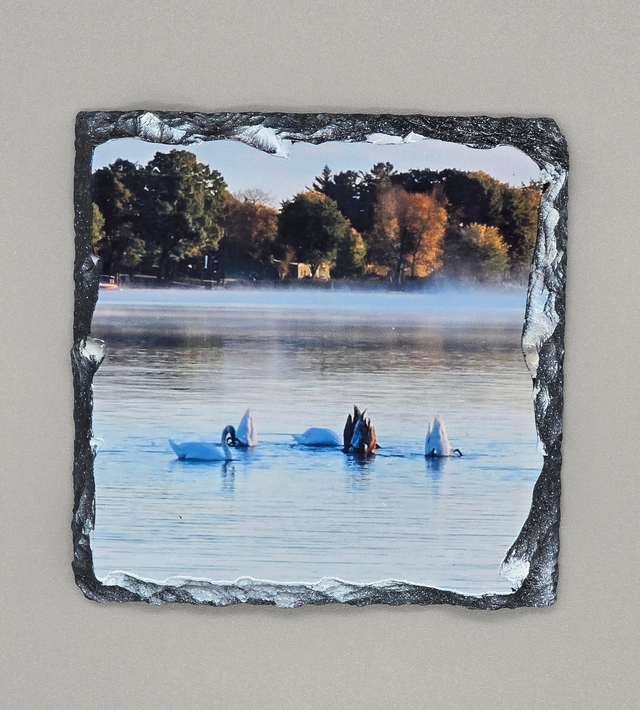 Swans Swimming in the Bay Slate Coaster